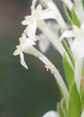 Struthiola dodecandra