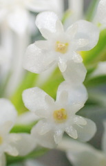 Struthiola dodecandra
