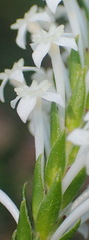 Struthiola dodecandra