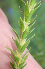Struthiola dodecandra