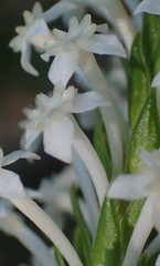 Struthiola dodecandra