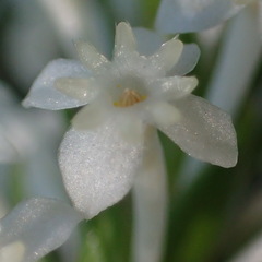 Struthiola dodecandra