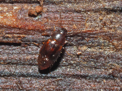 Acrulia inflata