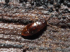 Acrulia inflata