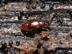 Acrulia inflata