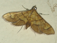 Orphanostigma abruptalis
