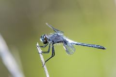Leucorrhinia frigida