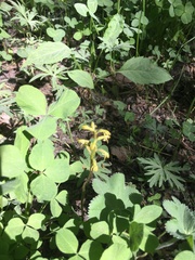 Corallorhiza trifida