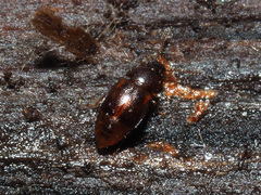 Acrulia inflata