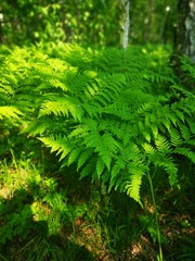 Pteridium latiusculum japonicum