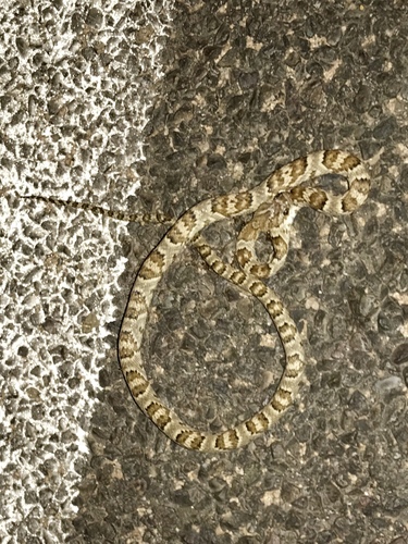 Trimorphodon lambda