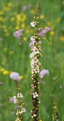 Verbascum alpinum