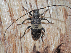 Leiopus linnei