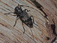 Leiopus linnei