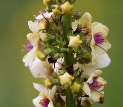 Verbascum alpinum