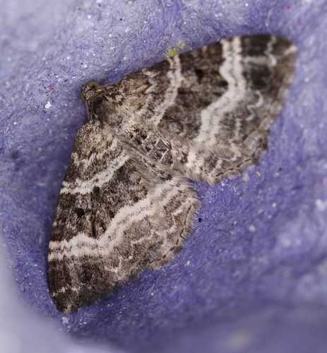 Epirrhoe alternata