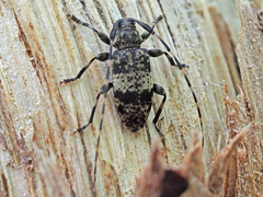Leiopus linnei