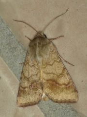 Helicoverpa assulta