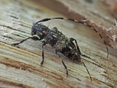 Leiopus linnei