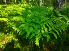 Pteridium latiusculum japonicum