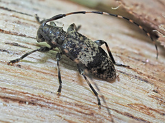 Leiopus linnei