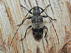Leiopus linnei