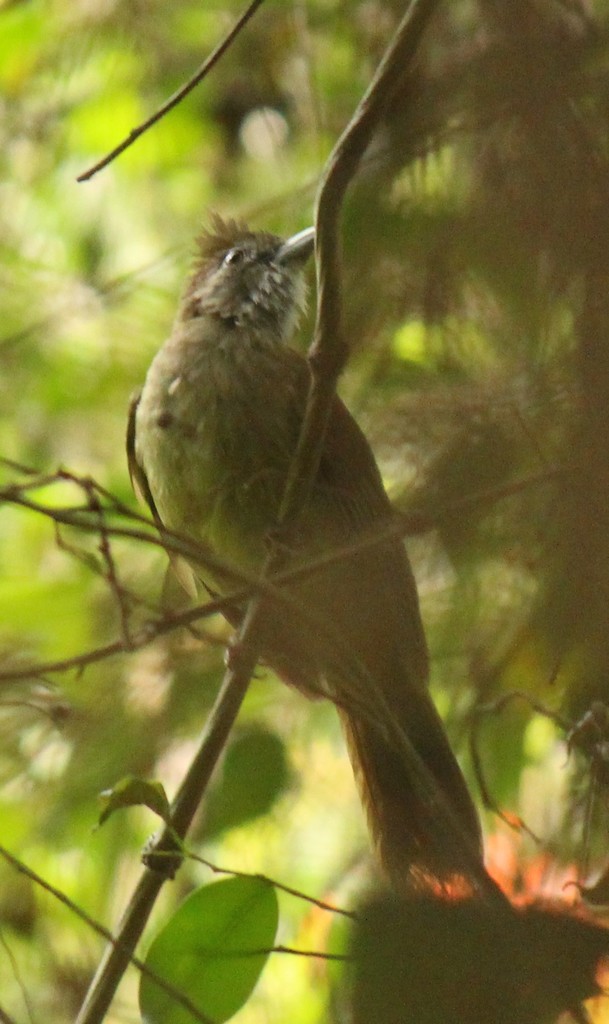 Puff-Throated Bulbul