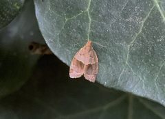 Clepsis dumicolana