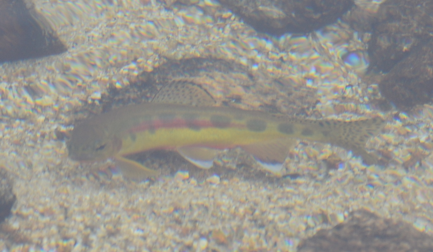 Species Card of Golden Trout, (Oncorhynchus Aguabonita)