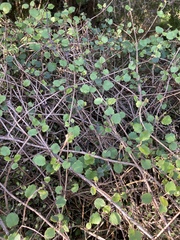 Brachyglottis sciadophila