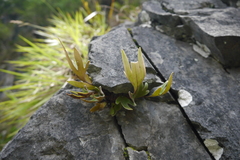 Pyrrosia polydactylos