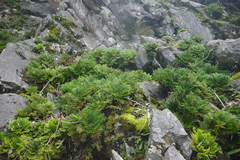 Selaginella tamariscina