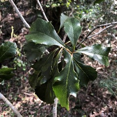 Auranticarpa rhombifolia