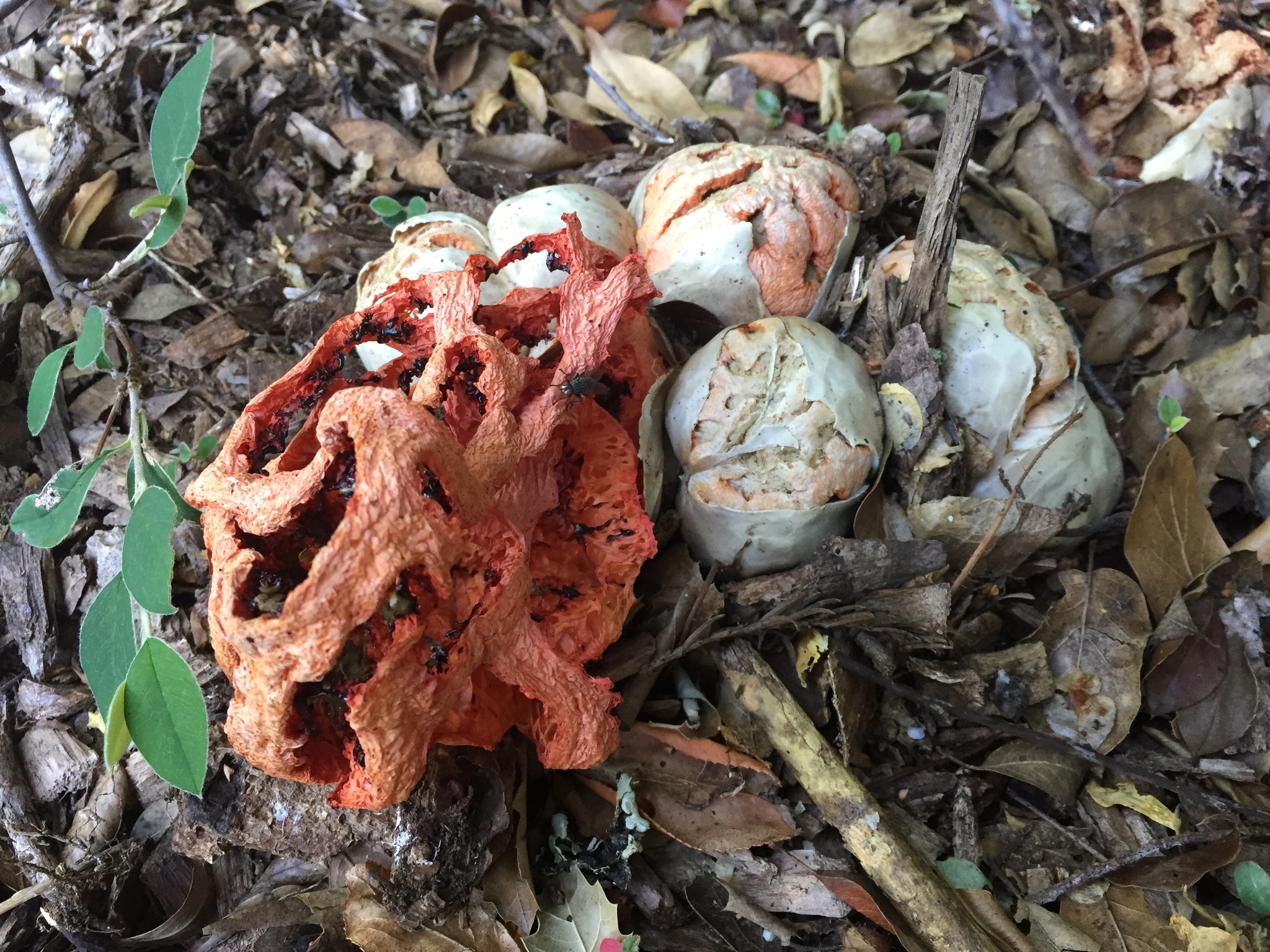 Clathrus ruber image