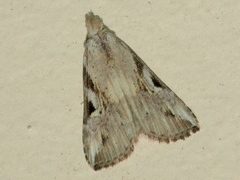 Chorsia perversa