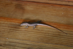 Trachylepis sechellensis