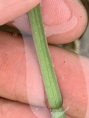 Torreyochloa erecta