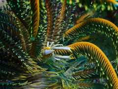 Allogalathea elegans