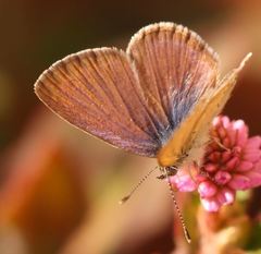 Zizeeria knysna