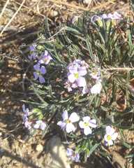 Dontostemon integrifolius