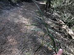 Austrostipa ramosissima