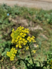 Sisymbrium loeselii