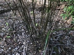 Austrostipa ramosissima