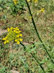 Sisymbrium loeselii
