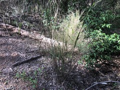 Austrostipa ramosissima