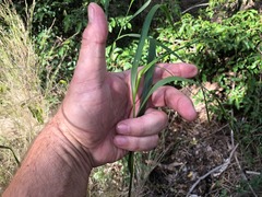 Austrostipa ramosissima