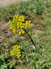 Sisymbrium loeselii