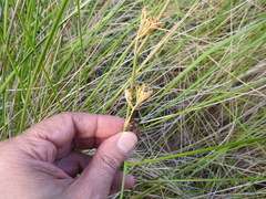 Delphinium pentagynum