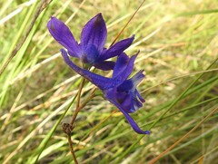 Delphinium pentagynum
