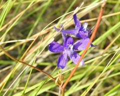 Delphinium pentagynum